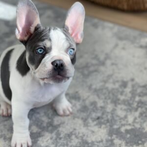 französische bulldogge welpen kaufen