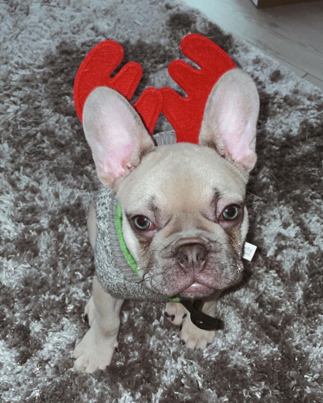 Bertie – Männlicher Französischer Bulldoggen Welpe (12 Wochen) - Image 2