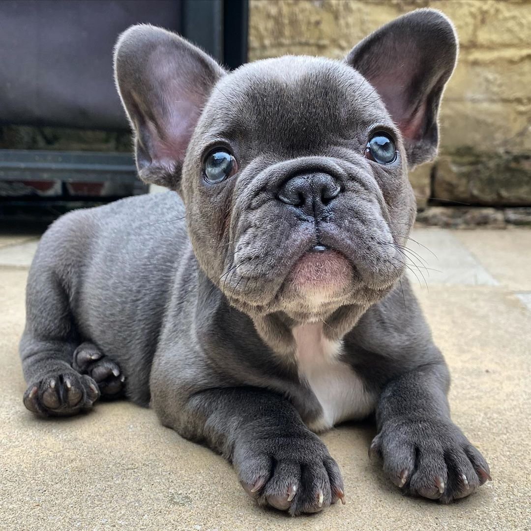 französische bulldogge welpen vom züchter