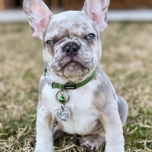 reinrassige französische bulldogge preis