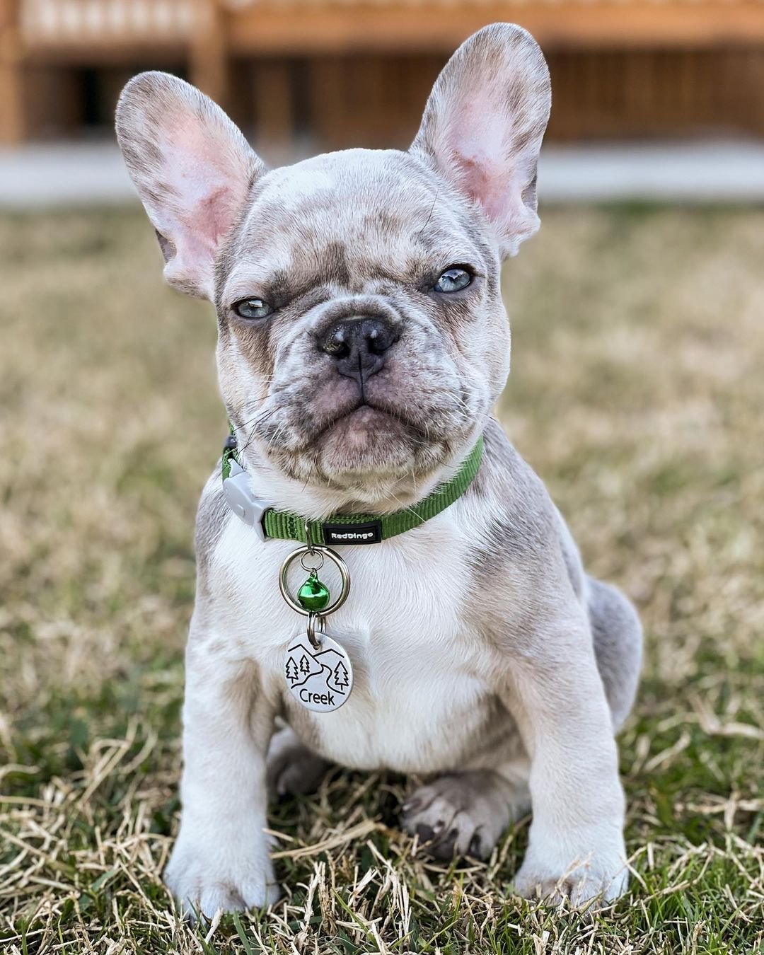 reinrassige französische bulldogge preis