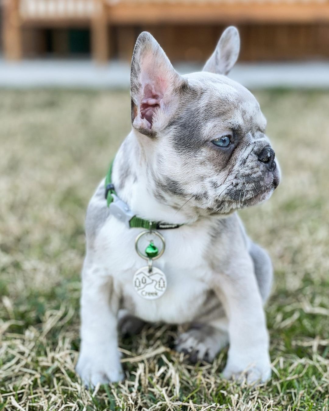 Creek – Männlicher Französischer Bulldoggen Welpe (12 Wochen) - Image 2