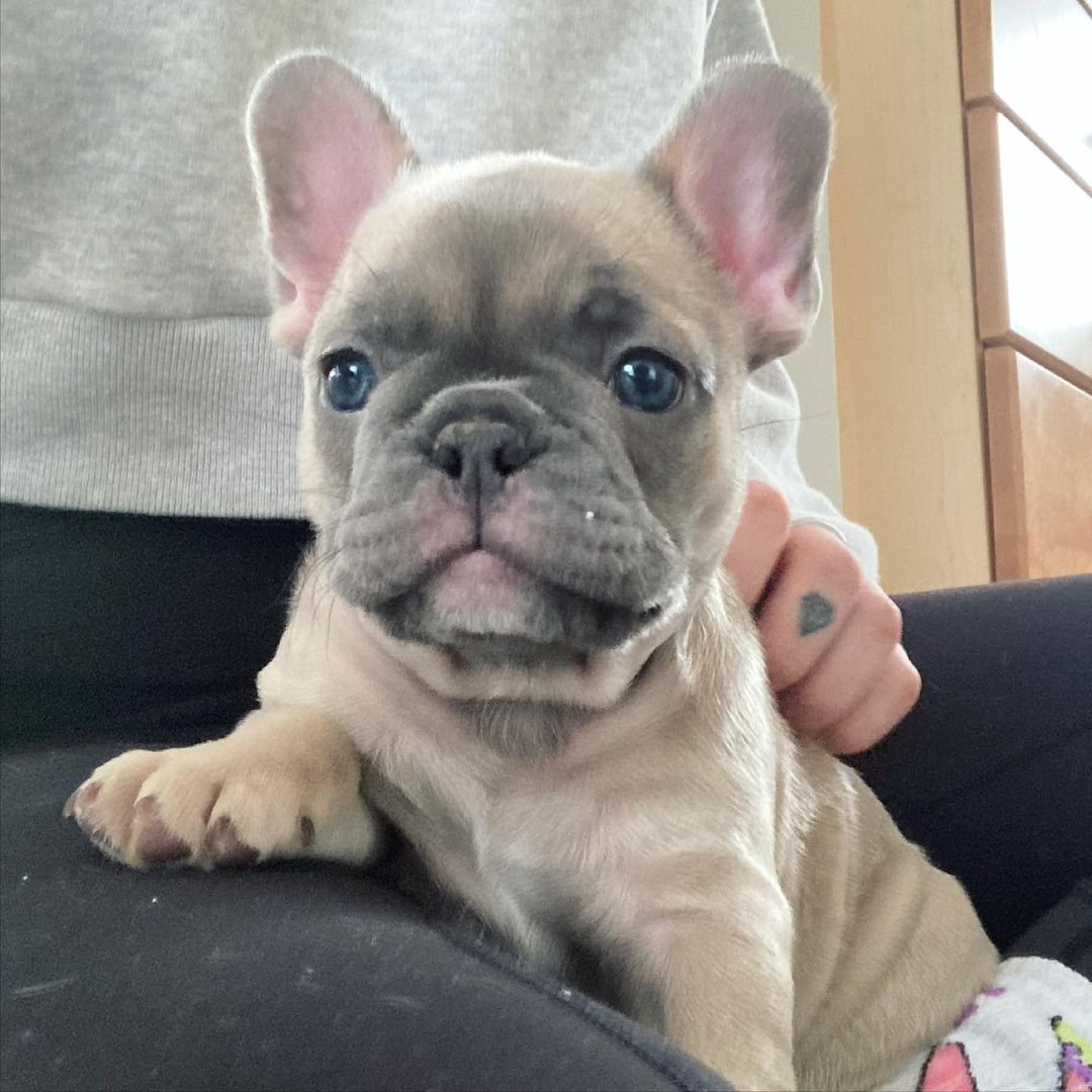 Daisy – Männlicher Französischer Bulldoggen Welpe (12 Wochen) - Image 2