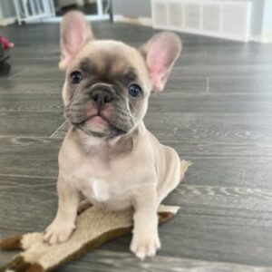 gesunde französische bulldogge züchter