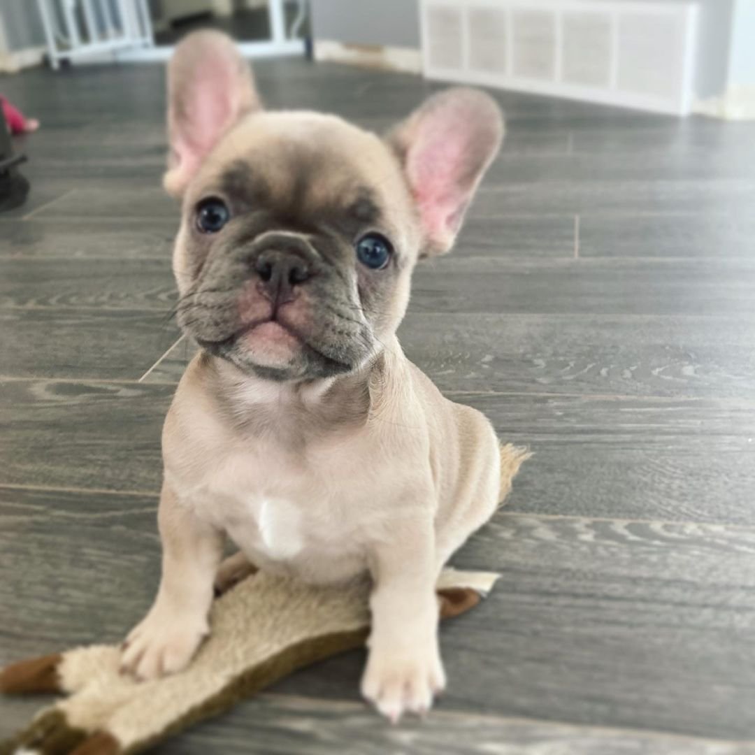 gesunde französische bulldogge züchter