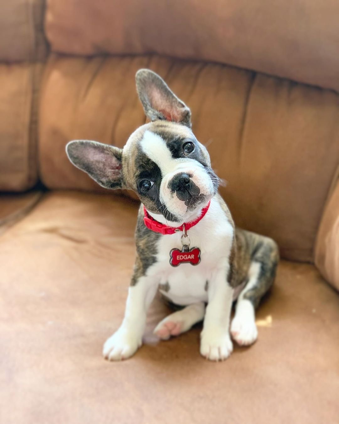 französische bulldogge welpen kaufen deutschland