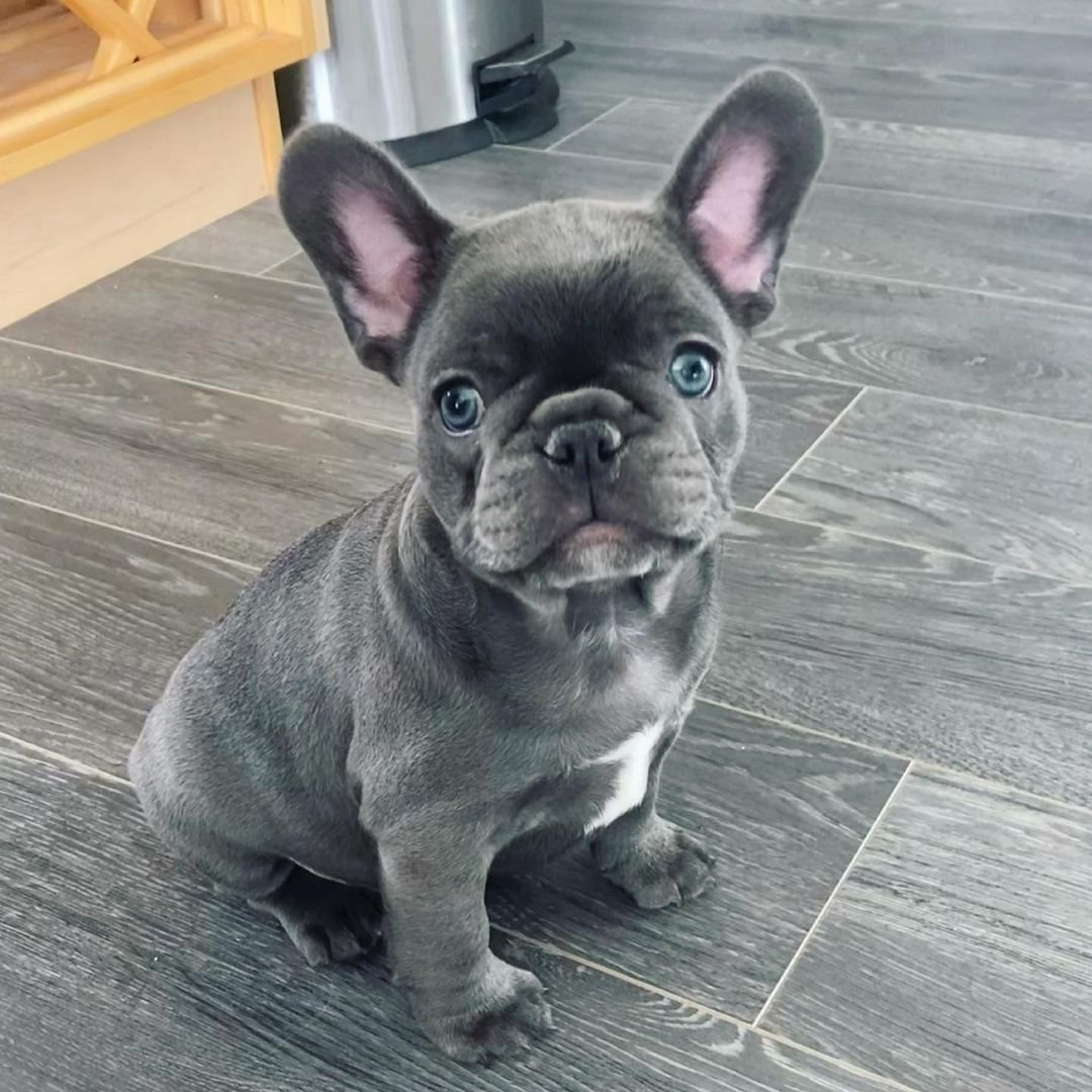 Ivey – Weibliche Französische Bulldoggen Welpe (12 Wochen)