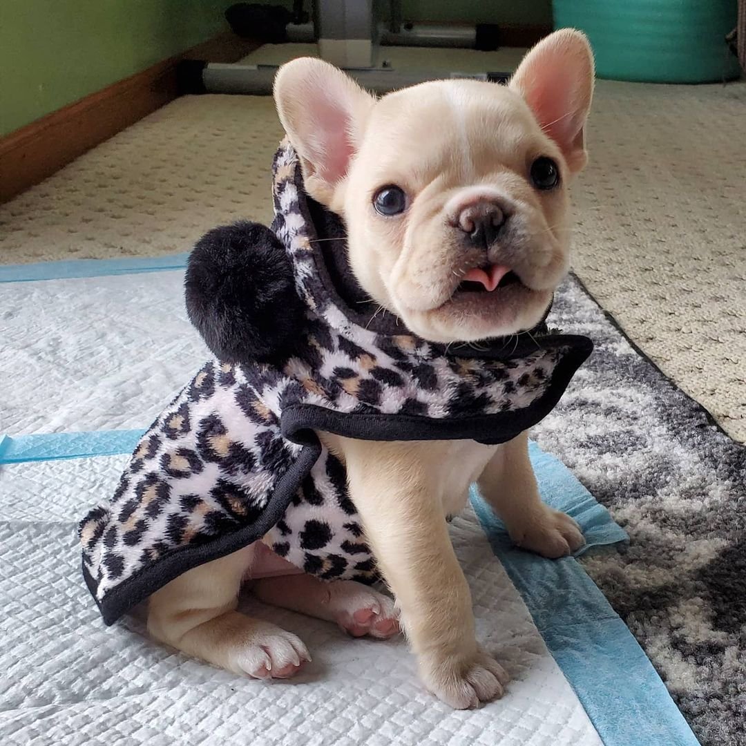 Lola – Weibliche Französische Bulldoggen Welpe (12 Wochen) - Image 2