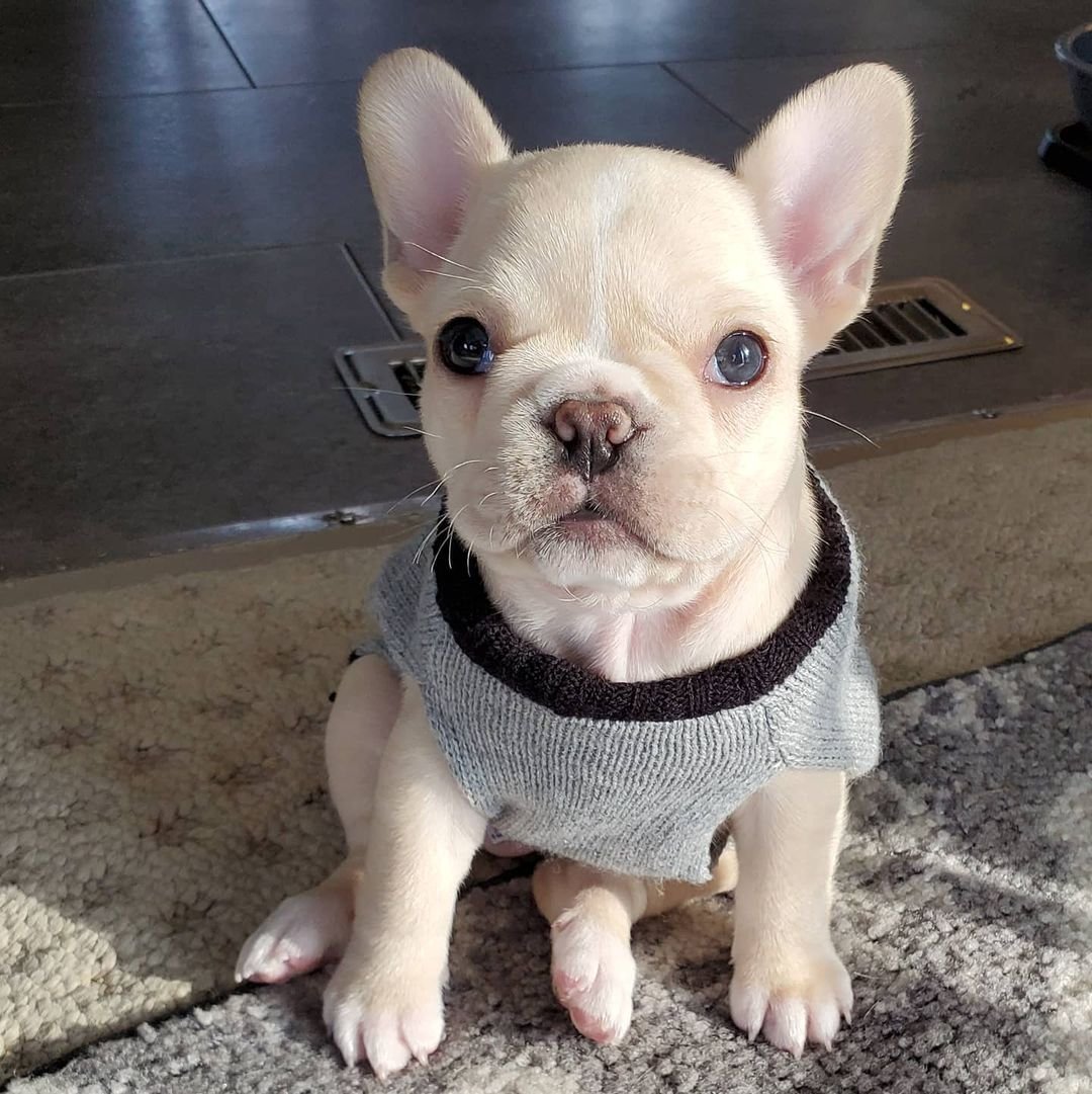 Lola – Weibliche Französische Bulldoggen Welpe (12 Wochen)