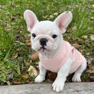 Perrosa – Weibliche Französische Bulldoggen Welpe (12 Wochen)