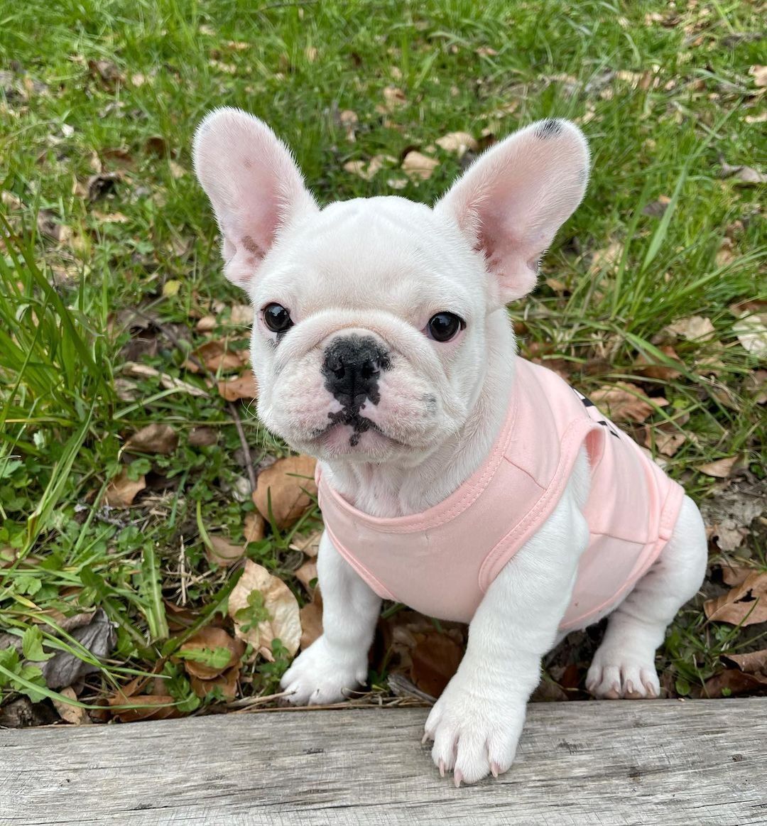 Perrosa – Weibliche Französische Bulldoggen Welpe (12 Wochen)