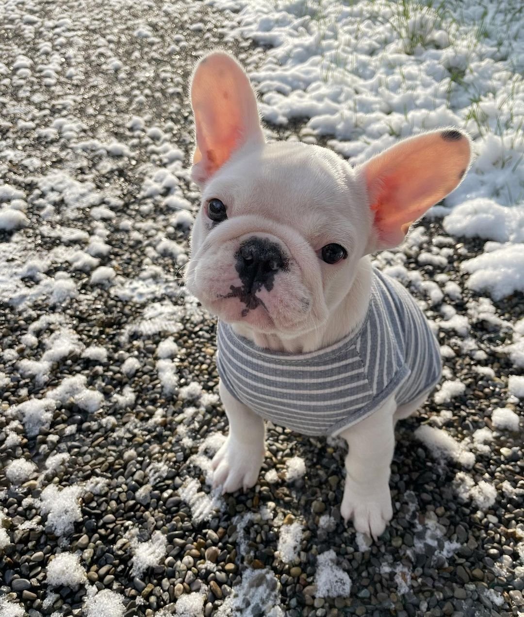 Perrosa – Weibliche Französische Bulldoggen Welpe (12 Wochen) - Image 2