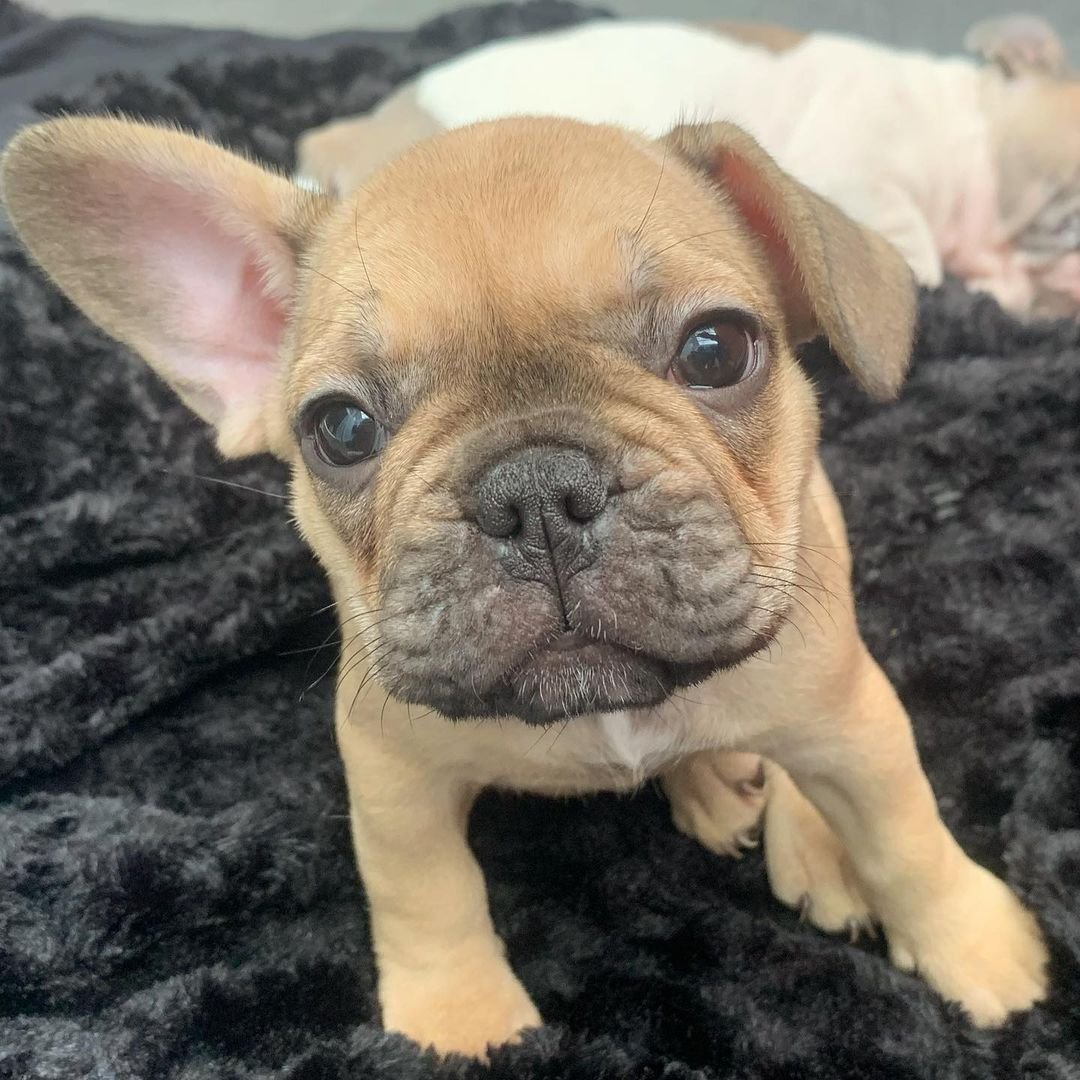 Ronnie – Weibliche Französische Bulldoggen Welpe (10 Wochen) - Image 3
