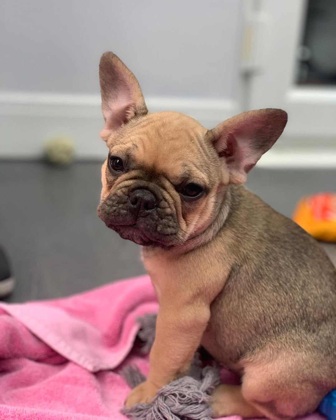 Ronnie – Weibliche Französische Bulldoggen Welpe (10 Wochen) - Image 2