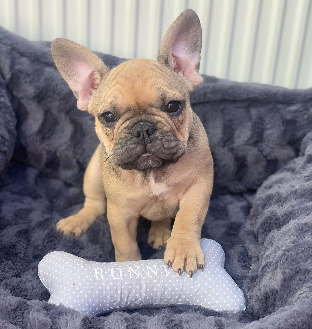 Ronnie – Weibliche Französische Bulldoggen Welpe (10 Wochen)