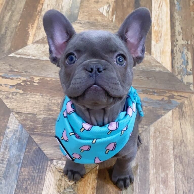 Rossy – Weibliche Französische Bulldoggen Welpe | 12 Wochen