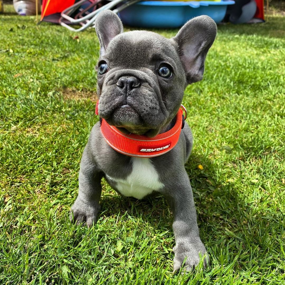 Roy – Männlicher Französischer Bulldoggen Welpe (12 Wochen) - Image 2