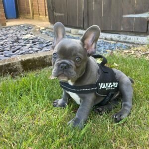 Roy – Männlicher Französischer Bulldoggen Welpe (12 Wochen)
