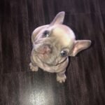Shani – Weibliche Französische Bulldoggen Welpe | 12 Wochen