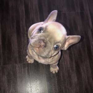 Shani – Weibliche Französische Bulldoggen Welpe | 12 Wochen