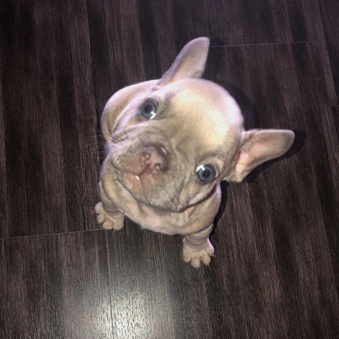 Shani – Weibliche Französische Bulldoggen Welpe | 12 Wochen