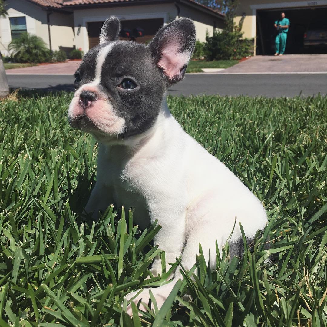 Teddy – Männlicher Französischer Bulldoggen Welpe | 10 Wochen