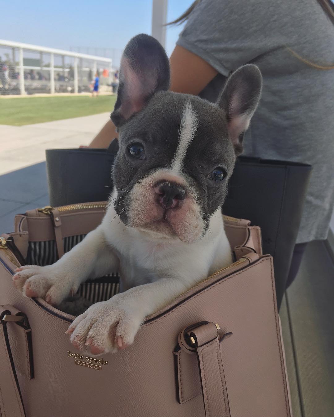 Teddy – Männlicher Französischer Bulldoggen Welpe | 10 Wochen - Image 2