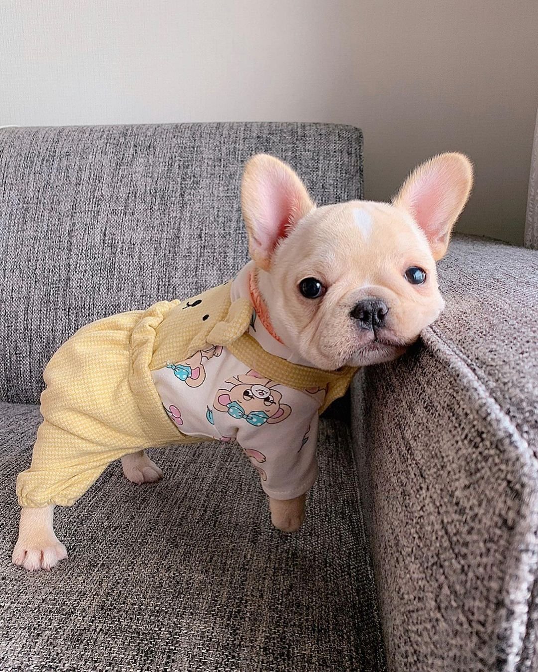 Jane – Weibliche Französische Bulldoggen Welpe | 10 Wochen - Image 2